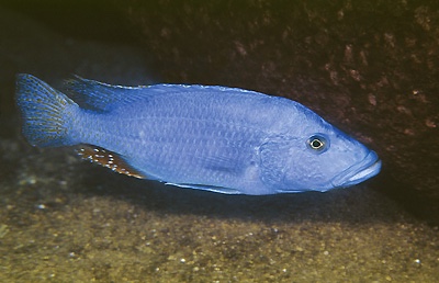 Tyrannochromis nigriventer 'Ndumbi Rocks'